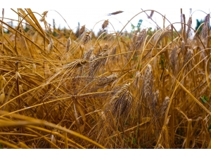 Tarihi Değeri Olan Karakılçık Buğdayının Hasadı Yapılıyor