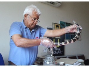 Atlas Okyanusunu Geçti, Antalya’da Oltaya Takıldı