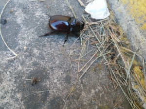 Kastamonu’da Gergedan Böceği Bulundu
