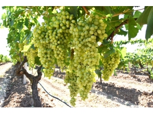 ’Superior Seedless’ Üzümde Hasat Ve İhraç Tarihleri Belirlendi