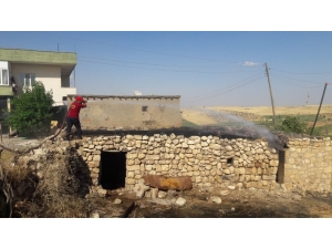 Elektrik Telleri Koptu, 10 Güvercin Telef Oldu