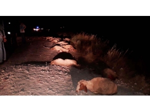 Kamyonet Koyunlara Çarptı, 25 Hayvan Telef Oldu