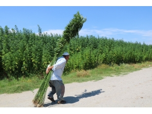 Türkiye Bu Tohumları Bekliyor