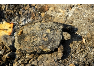 Dalaman Yangınında Böcek, Kuş Ve Kaplumbağalar Telef Oldu