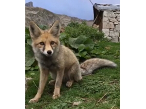 Yaban Hayatı Uzmanı Prof. Dr. Başkaya: “Tilki Popülasyonu Azaldı Deniyor Ama Türkiye’de Dünyanın Her Ülkesinden Daha Fazla Var”