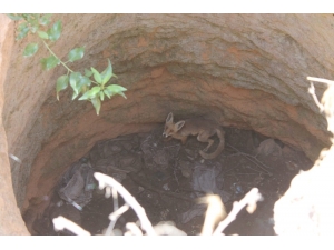 Nevşehir’de Kuyuya Düşen Tilki Kurtarıldı