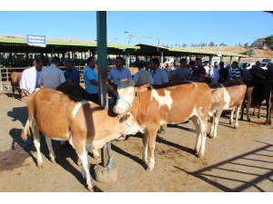 Et Üreticilerinden ’İthal Et Ve Hayvan’ Tepkisi