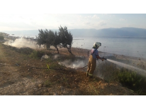 Burhaniye’de Ot Yangını Ağaçlara Zarar Verdi