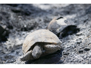 Kabusa Dönen Yangın Söndürüldü