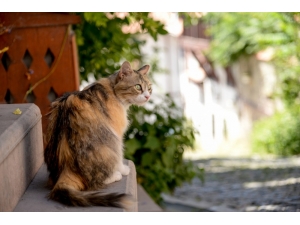 Başkan Balcı’nın Talimatıyla Kale’nin Kedilerine Sahip Çıkıldı