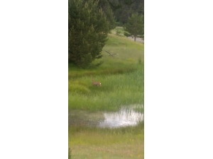 Dağ Ceylanı Orman İşçilerinin Kameralarına Yakalandı