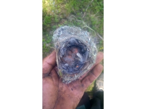 Orman İşçilerinden Duyarlı Davranış