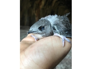 Diyarbakır’da Yavru Ebabil Kuşu Görüldü