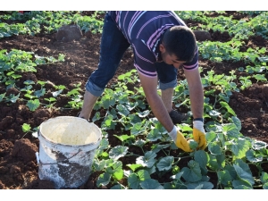 Dışı Karpuza, İçi Kavuna, Tadı Salatalığa Benziyor