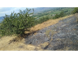 "Elektrik Hattı Koptu, Mera Yandı" İddiası