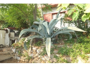 Ekildiği Tarihten 46 Yıl Sonra Çiçek Açtı