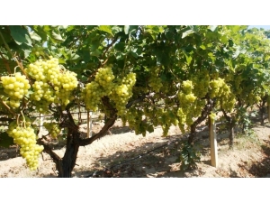 Üzümün İhracat Yolculuğu Başlıyor