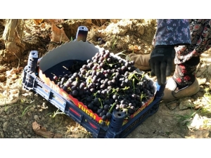 Üzümde Erkenci Hasat Başladı