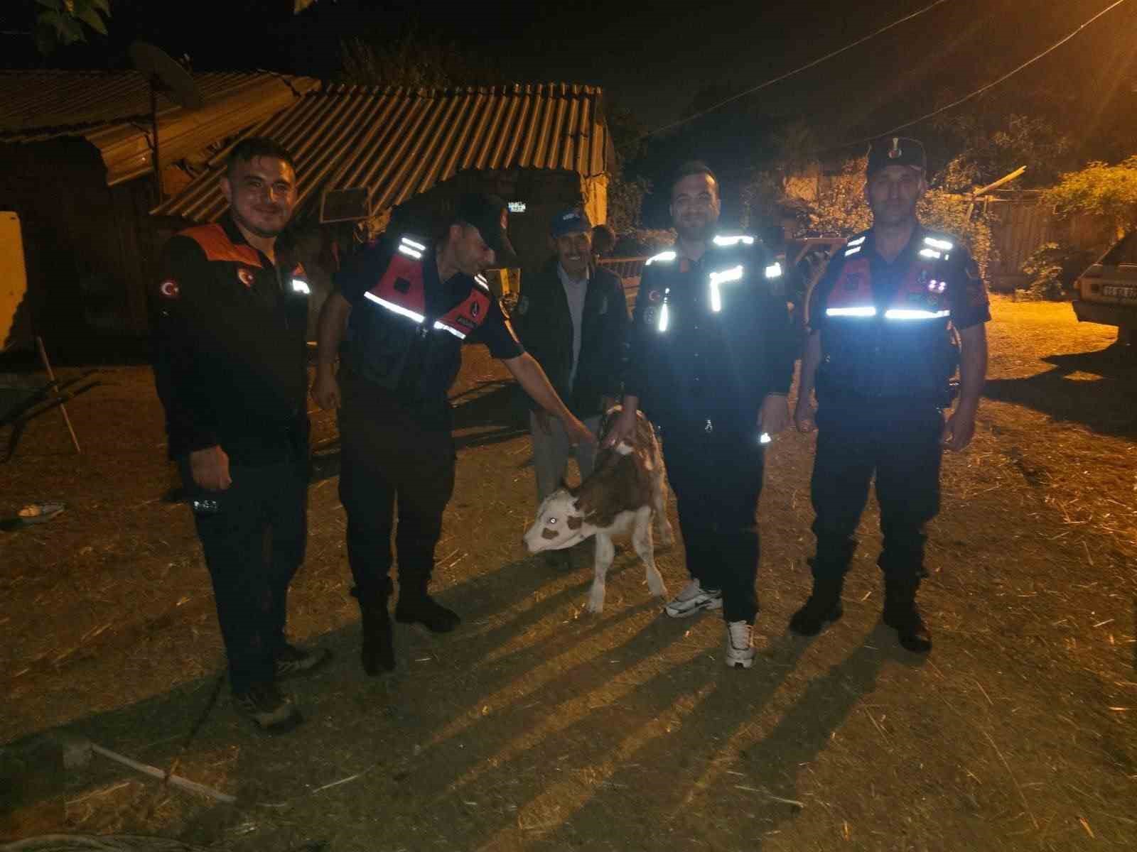 kayip-buyukbas-hayvan-tarlada-dogum-yapmis-halde-bulundu