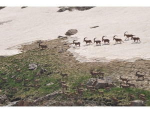 Bezuvar Dağ Keçileri Sürü Halinde Görüntülendi