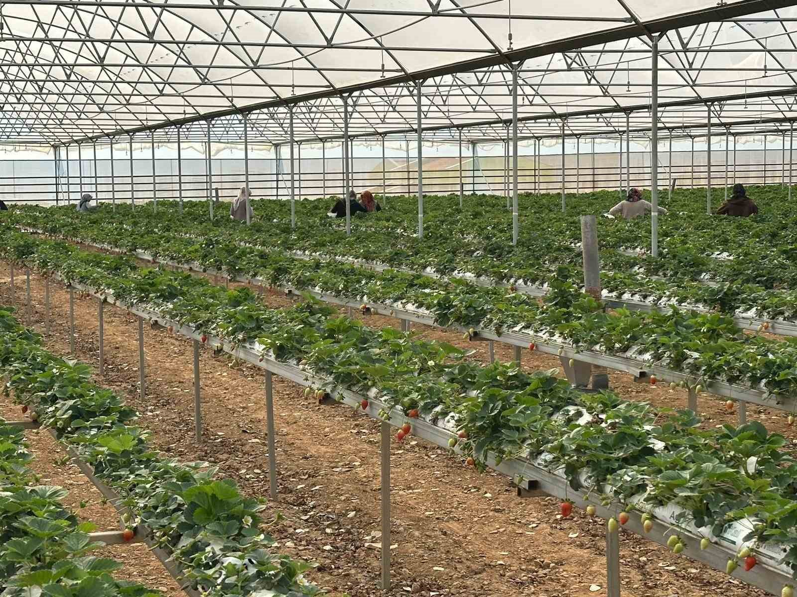 dogaka-nin-destekledigi-projede-cilekler-hasat-edilmeye-baslandi