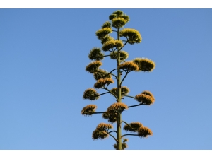 100 Yıllık Ömründe Bir Kez Çiçek Açan Agave Kaktüsü Aliağa’da Da Bulundu
