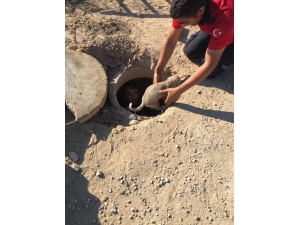 Rögara Düşen Yavru Köpeği İtfaiye Ekipleri Kurtardı