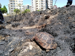 Anız Ve Ot Yangınlarında Hayvanlar Da Zarar Görüyor