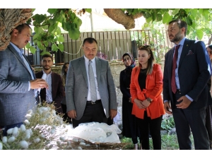 Kadınların Eli Değdi, İpek Böcekçiliği Başladı