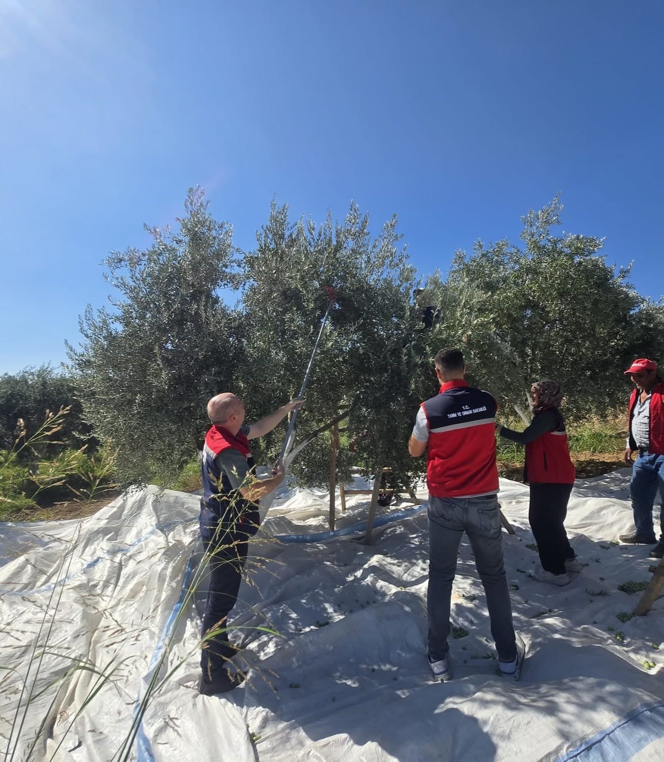 bozdogan-da-zeytin-hasadi-uretici-bahcesinde-gerceklestirildi