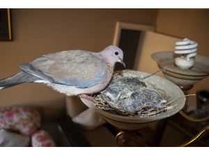 Kuşlar Oturma Odasının Avizesine Yuva Yaptı