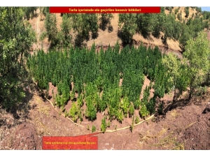 Diyarbakır’da 723 Bin 860 Kök Kenevir Bitkisi Ele Geçirildi