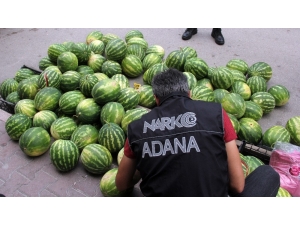 Polis Karpuz, Kavunların Arasında Uyuşturucu Aradı
