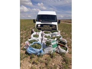 Nohut Tarlasında ’Hint Keneviri’ Operasyonu