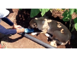Tarlada Sıcaktan Bitkin Düşen Köpeğe Ayakkabısıyla Su İçirdi