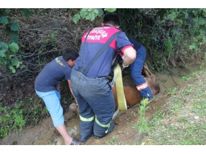 Kanala Düşen İneği İtfaiye Kurtardı