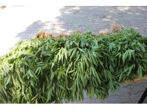 Mısır Tarlasında 59 Kök Kenevir Ele Geçirildi