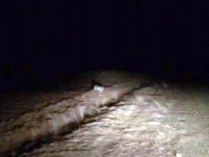 Sivas’ta Vaşak Görüntülendi