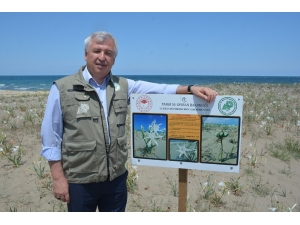 Kum Zambağını Koparmanın Cezası 60 Bin Lira