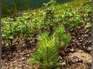 Kütahya Orman Bölge Müdürlüğü’nden Ağaçlandırma Çalışmaları