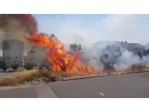 Kahramanmaraş’ta Zeytinlikte Yangın