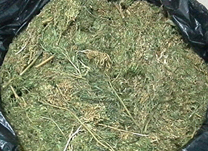 buldan-da-yuzlerce-kok-kenevir-bitkisi-ele-gecirildi