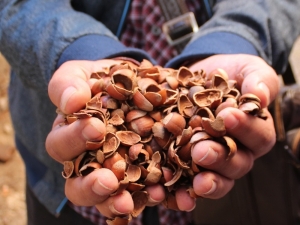 Fındık Kabuğundan Kömür Üretilecek