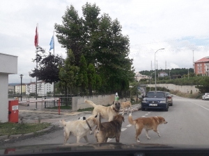 Bilecik’te Başıboş Köpekler Tehlike Saçıyor