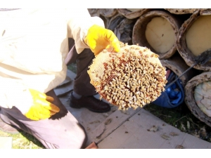 Siirt’te Tarım Ve Hayvancılığa 3 Milyon 200 Bin Lira Destek