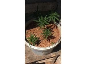 Evde Saksılara Ekili Kenevir Ele Geçirildi