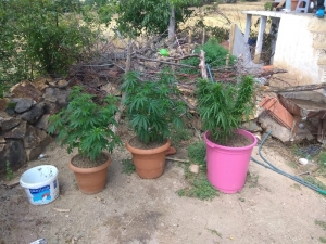 Jandarmadan Uyuşturucu Operasyonu