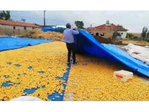 Malatya’da Sağanak Yağış Kayısı Üreticilerini Vurdu