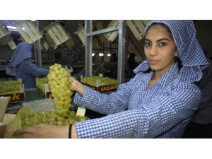 Yaş Meyve Sebze İhracatında Hedef 5 Milyar Dolar