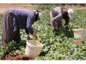 Salatalığın Kilosu Tarlada 50 Kuruş